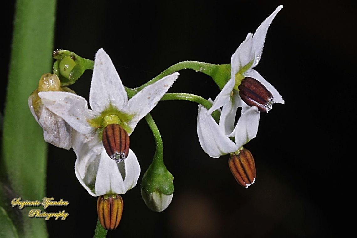 Bunga Leunca/ flower of black nightshade, Solanum nigrum  European black nightshade,Geotagged,Indonesia,Solanum nigrum,Summer