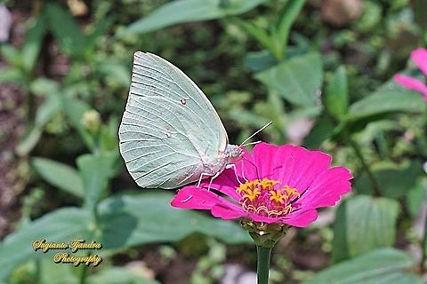 Lemon Emigrant, Catopsilia pomona pomona form-hilaria"sucking nectar on the Zinnia flower"  Catopsilia pomona,Geotagged,Indonesia,Lemon Emigrant,Summer