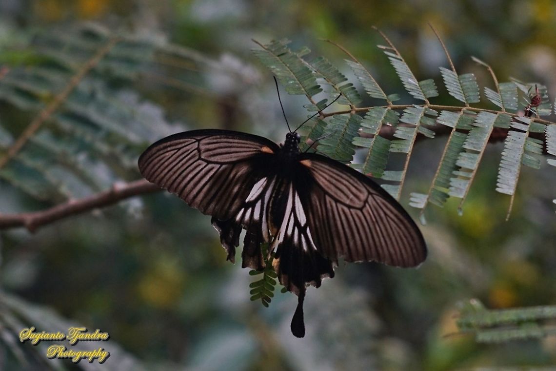 Great Mormon Swallowtail Butterfly, Papilio Memnon, (Papilionidae) - female  Geotagged,Great Mormon,Indonesia,Papilio memnon,Summer