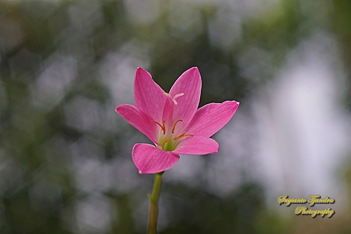 Pink rain lily, Rosepink zephyr lily (Zephyranthes carinata)  Fall,Geotagged,Indonesia,Zephyranthes carinata,rosepink zephyr lily