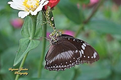 Flower mantis, Creobroter Sp w/big prey (Great eggfly butterfly, Hypolimnas bolina)  Geotagged,Indonesia,Summer