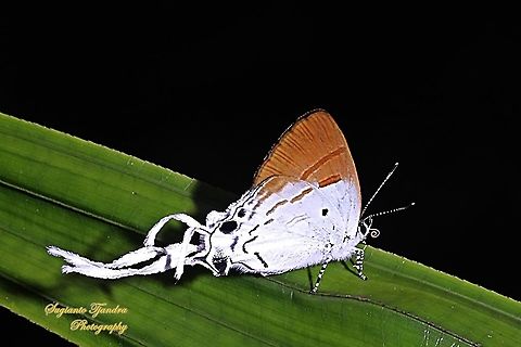 The Fluffy Tit butterfly, Zeltus amasa pompaedius  Fall,Fluffy tit,Geotagged,Indonesia,Zeltus amasa