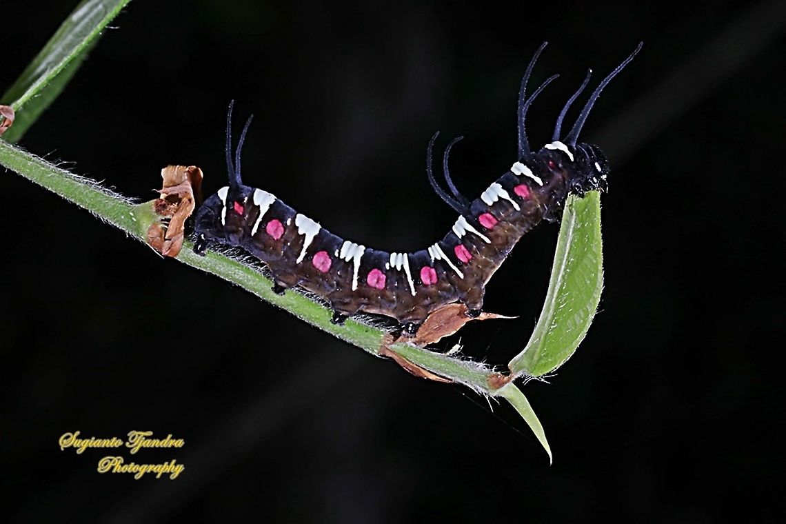 Caterpillar of the blue-banded king crow butterfly, Euploea eunice eunice  Blue-banded king crow,Euploea eunice,Fall,Geotagged,Indonesia