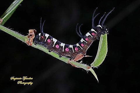 Caterpillar of the blue-banded king crow butterfly, Euploea eunice eunice  Blue-banded king crow,Euploea eunice,Fall,Geotagged,Indonesia