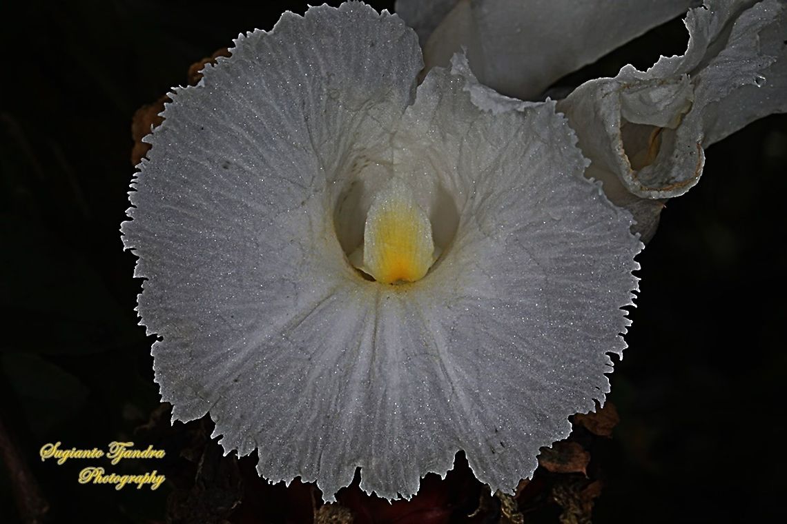 Crepe Ginger flower, Costaceae  Fall,Geotagged,Indonesia