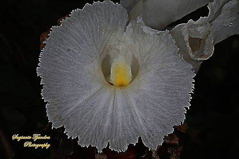 Crepe Ginger flower, Costaceae  Fall,Geotagged,Indonesia