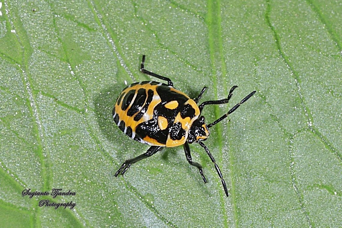 Stink Bug nymph, Pentatomidae  Fall,Geotagged,Indonesia