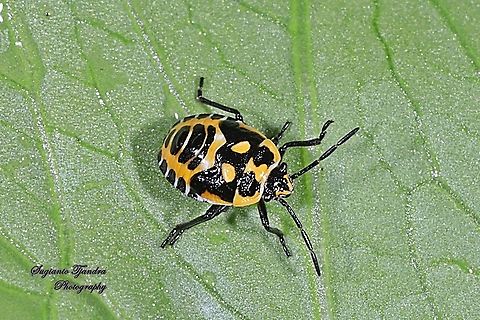 Stink Bug nymph, Pentatomidae  Fall,Geotagged,Indonesia
