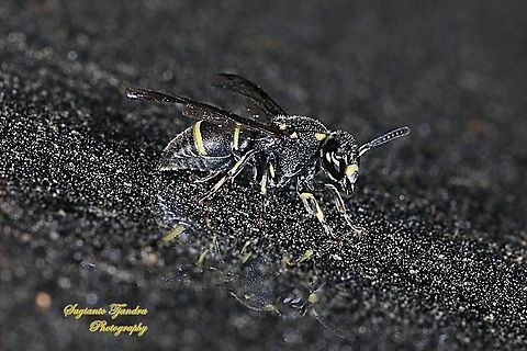 Small potter wasp, Symmorphus bifasciatus ???)  Fall,Geotagged,Indonesia