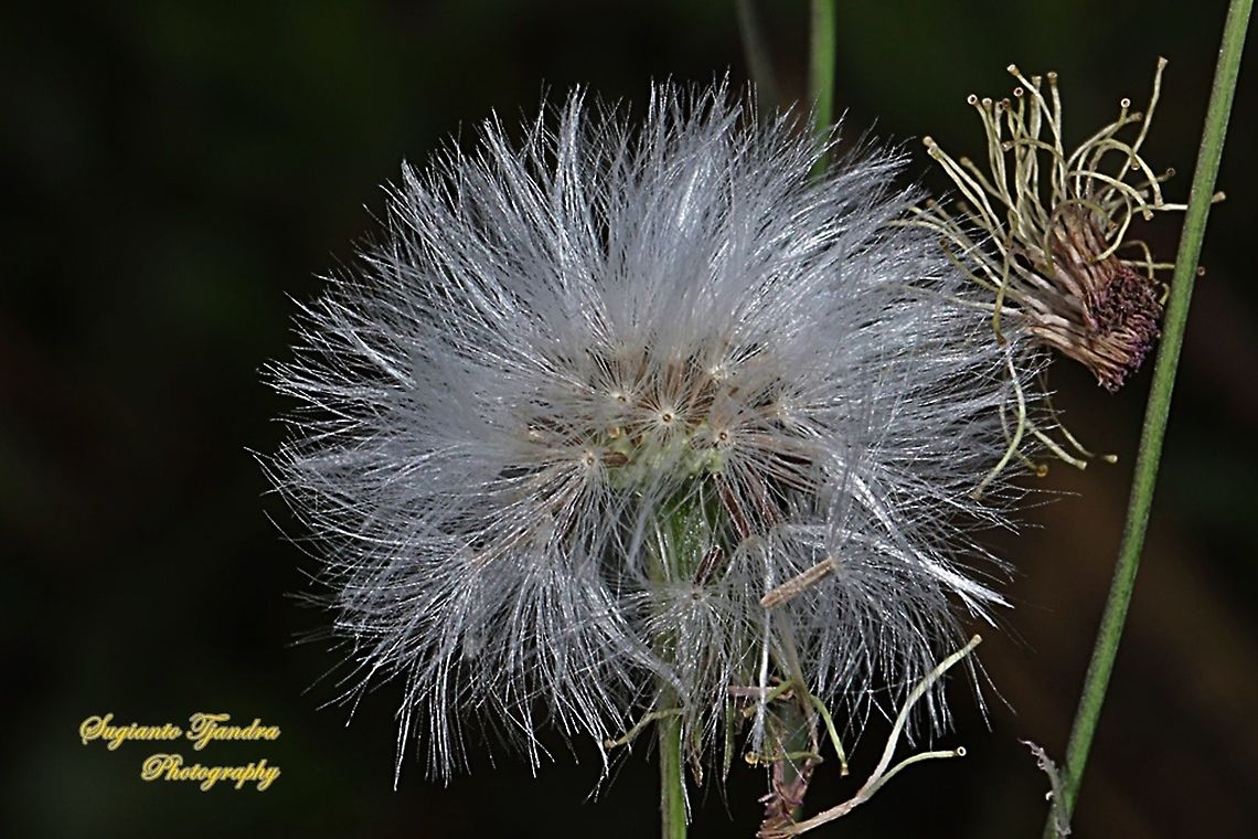 Seeds of lilac tasselflower,  Emilia sonchifolia, family Asteraceae West Java, Indonesia  Emilia sonchifolia,Fall,Geotagged,Indonesia