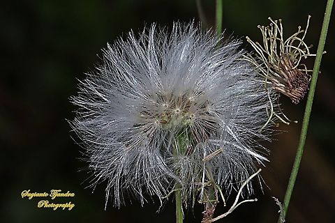 Seeds of lilac tasselflower,  Emilia sonchifolia, family Asteraceae West Java, Indonesia  Emilia sonchifolia,Fall,Geotagged,Indonesia