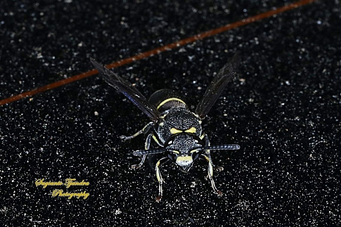 Small potter wasp, Symmorphus bifasciatus ???)  Fall,Geotagged,Indonesia