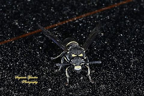 Small potter wasp, Symmorphus bifasciatus ???)  Fall,Geotagged,Indonesia