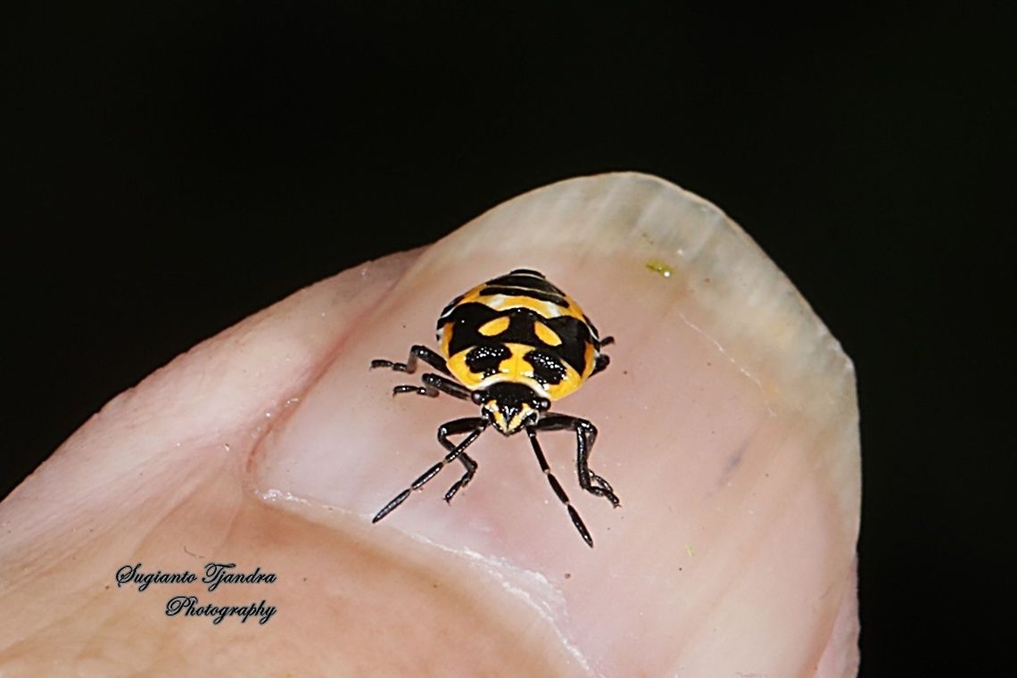 Stink Bug nymph, Pentatomidae  Fall,Geotagged,Indonesia