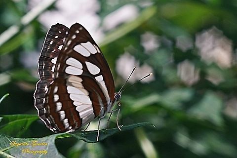 Common Sailor Butterfly, Neptis Hylas Matuta - Lowerside  Common sailor,Geotagged,Indonesia,Neptis hylas,Summer