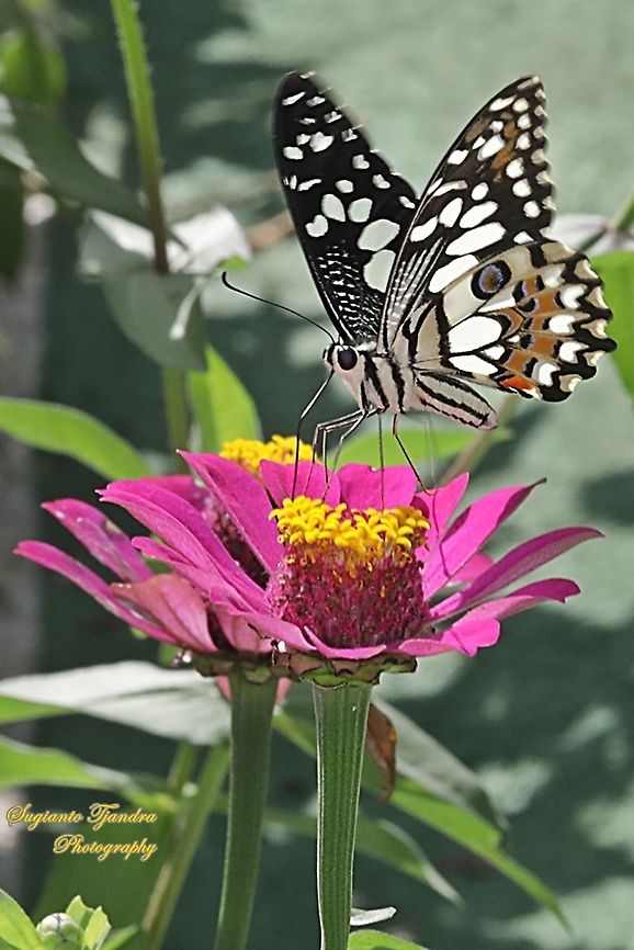 Common Lime butterfly (Papilio demoleus) sucking nectar on the Zinnia flower  Fall,Geotagged,Indonesia,Lime Swallowtail,Papilio demoleus