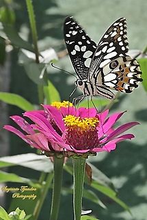 Common Lime butterfly (Papilio demoleus) sucking nectar on the Zinnia flower  Fall,Geotagged,Indonesia,Lime Swallowtail,Papilio demoleus