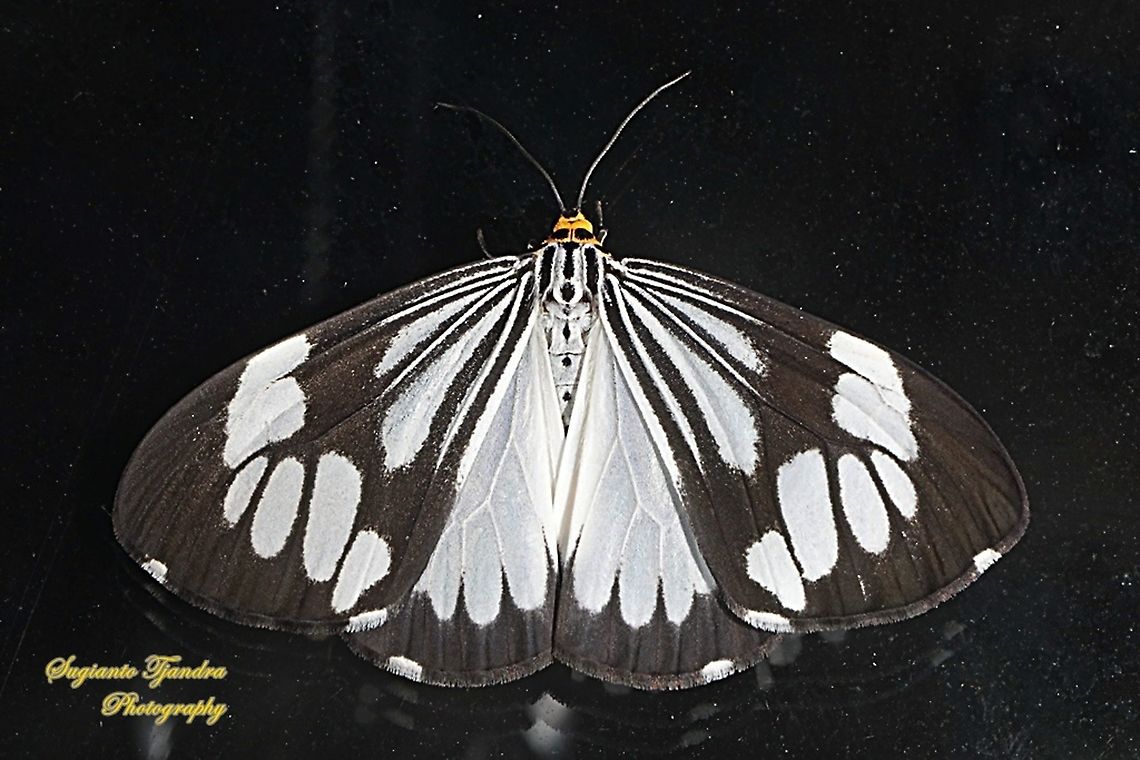 Marbled White Moth/White Tiger Moth, Nyctemera coleta  Fall,Geotagged,Indonesia,Marbled White Moth,Nyctemera coleta