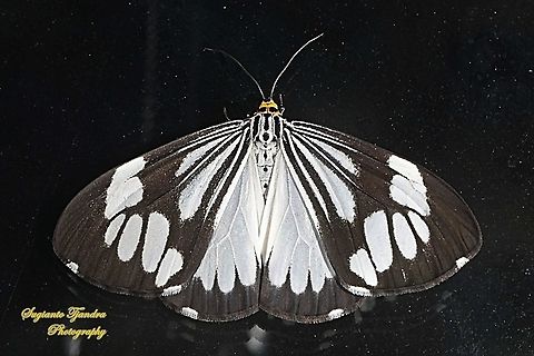 Marbled White Moth/White Tiger Moth, Nyctemera coleta  Fall,Geotagged,Indonesia,Marbled White Moth,Nyctemera coleta