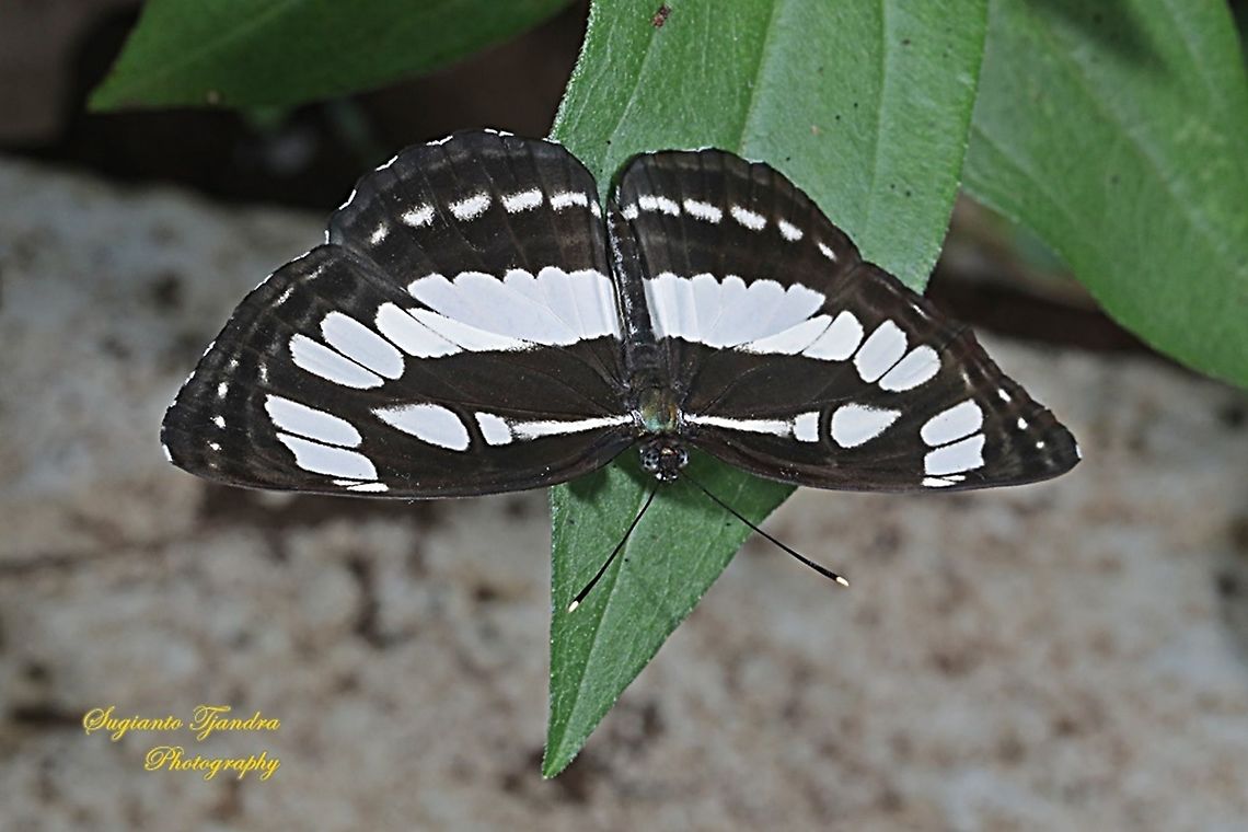 Common Sailor Butterfly, Neptis Hylas Matuta - Upperside  Common sailor,Fall,Geotagged,Indonesia,Neptis hylas