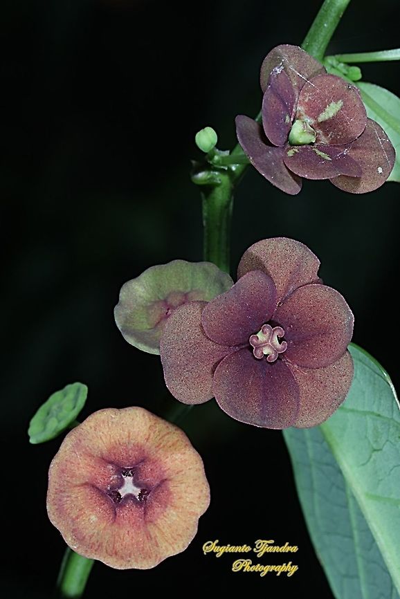 Kembang Katuk/Sweet leaf flower, Sauropus androgynus  Fall,Geotagged,Indonesia,Katuk,Sauropus androgynus