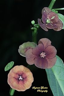 Kembang Katuk/Sweet leaf flower, Sauropus androgynus  Fall,Geotagged,Indonesia,Katuk,Sauropus androgynus
