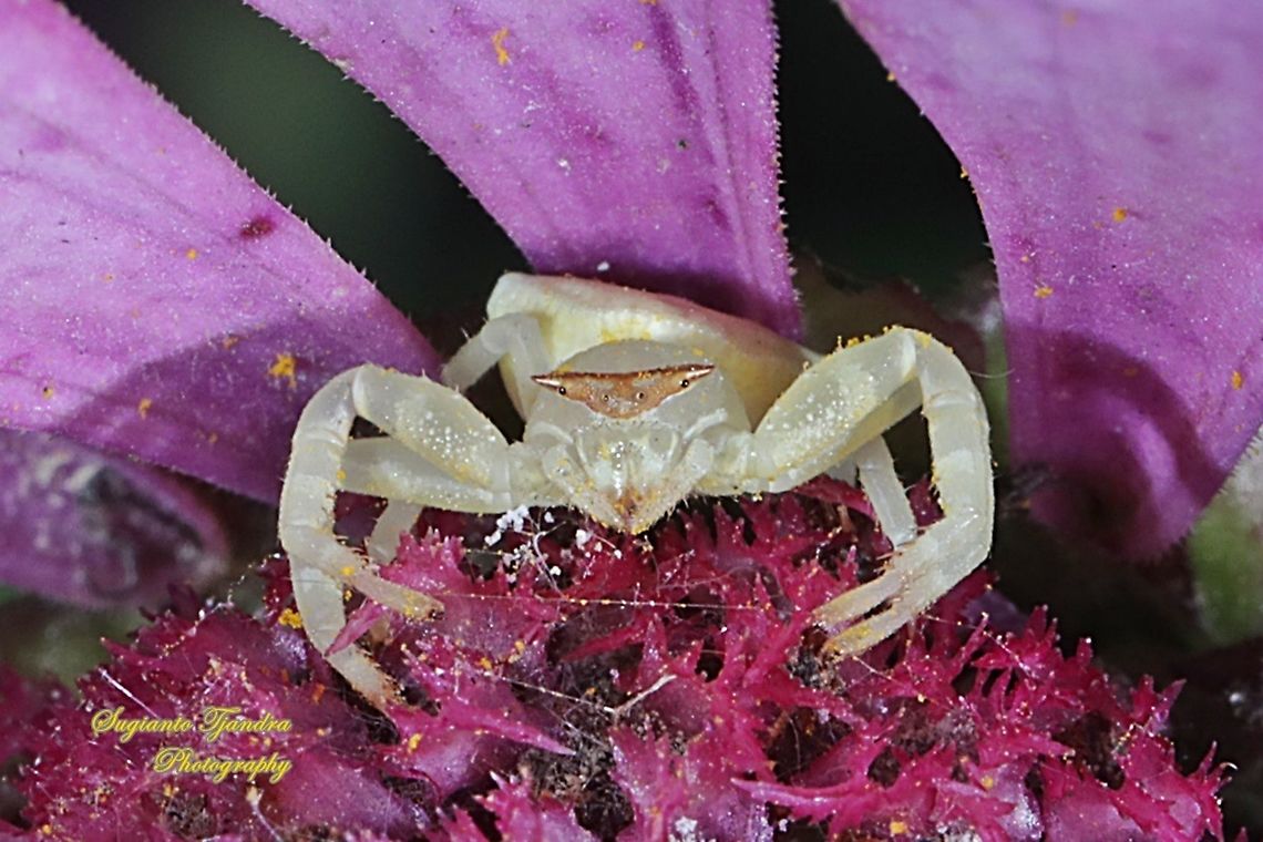 White Crab Spider, family Thomisidae  Fall,Geotagged,Indonesia
