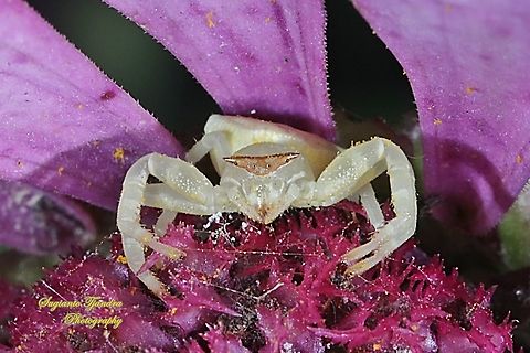 White Crab Spider, family Thomisidae  Fall,Geotagged,Indonesia