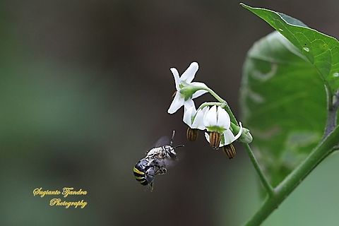 Nomia Bee, Nomia Sp, family Halictidae "Looking for nectar on the Bunga Leunca/ flower of black nightshade, Solanum nigrum"  Fall,Geotagged,Indonesia