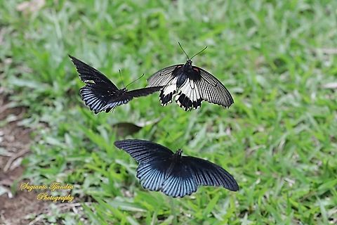 A beautiful female of the Great Mormon Butterfly, Papilio memnon memnon f. hiera (Papilionidae) fly with the escort of two gentle males  Geotagged,Great Mormon,Indonesia,Papilio memnon,Summer