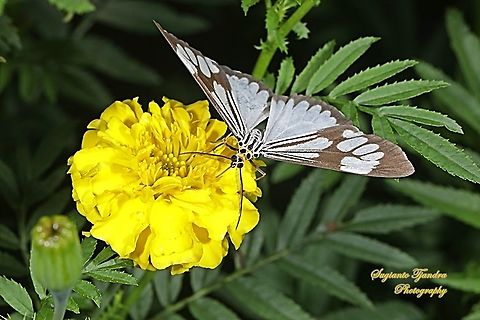 Marbled White Moth/White Tiger Moth, Nyctemera coleta "sucking nectar on the Mexican marigold, Tagetes erecta"  Geotagged,Indonesia,Marbled White Moth,Nyctemera coleta,Summer