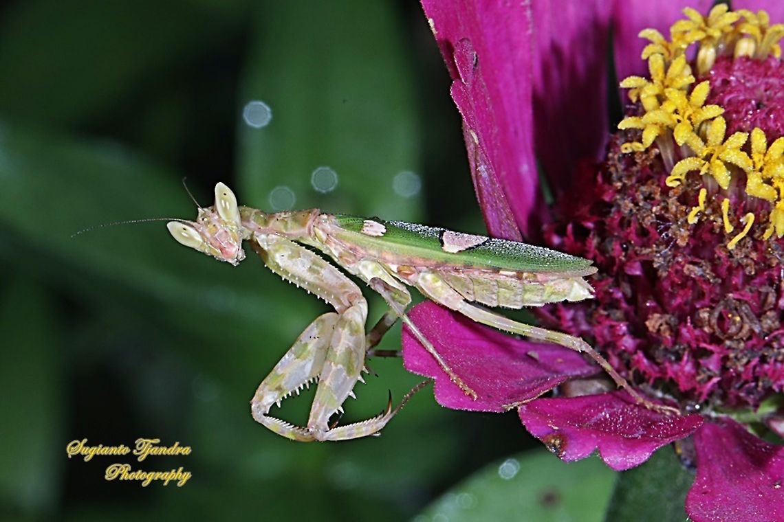 Flower mantis, Creobroter Sp  Fall,Geotagged,Indonesia
