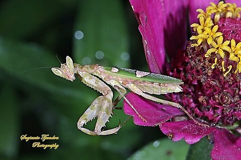 Flower mantis, Creobroter Sp  Fall,Geotagged,Indonesia