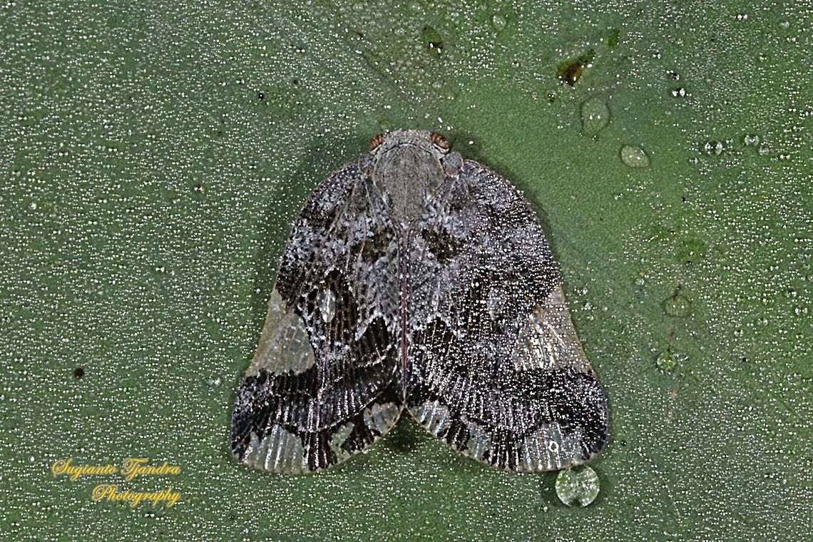 Ricaniid Planthopper, Ricania speculum, Ricaniidae  Fall,Geotagged,Indonesia,Ricania speculum,Ricaniid Planthopper