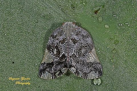 Ricaniid Planthopper, Ricania speculum, Ricaniidae  Fall,Geotagged,Indonesia,Ricania speculum,Ricaniid Planthopper