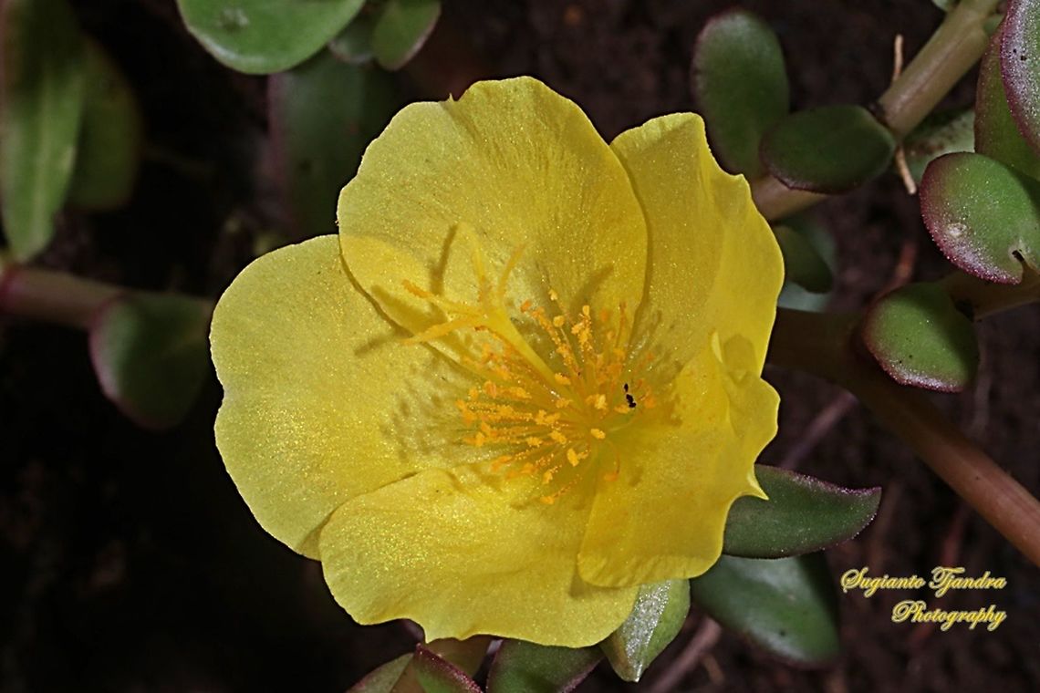 Krokot Mawar/ Moss rose, Portulaca grandiflora - Yellow  Geotagged,Indonesia,Portulaca grandiflora,Summer