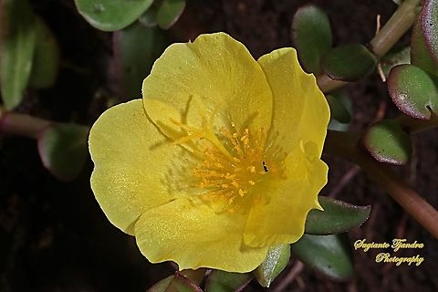 Krokot Mawar/ Moss rose, Portulaca grandiflora - Yellow  Geotagged,Indonesia,Portulaca grandiflora,Summer