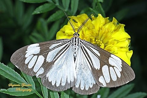 Marbled White Moth/White Tiger Moth, Nyctemera coleta "sucking nectar on the Mexican marigold, Tagetes erecta"  Geotagged,Indonesia,Marbled White Moth,Nyctemera coleta,Summer