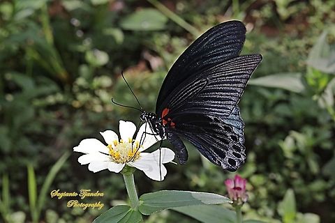 Great Mormon Butterfly, Papilio memnon memnon - male "sucking nectar on the Zinnia flower"  Geotagged,Great Mormon,Indonesia,Papilio memnon,Summer