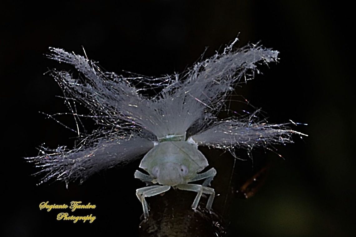 Ricaniid Planthopper Nymph (Ricaniidae)  Geotagged,Indonesia,Summer