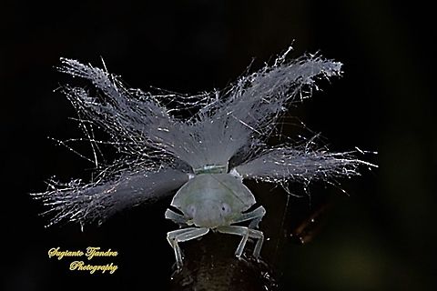 Ricaniid Planthopper Nymph (Ricaniidae)  Geotagged,Indonesia,Summer