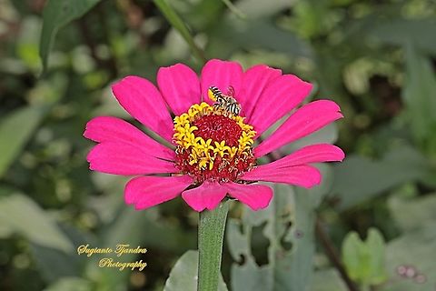Leafcutting Bee, Megachile Sp, Megachilidae "sucking nectar on the Zinnia flower"  Geotagged,Indonesia,Summer