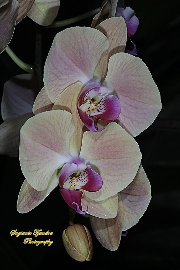 Leafcutting Bee, Megachile Sp, Megachilidae "sucking nectar on the Zinnia flower"  Fall,Geotagged,Indonesia
