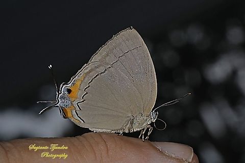 The Felder's royal butterfly, Tajuria mantra mesambria  Felder's Royal,Geotagged,Indonesia,Summer,Tajuria mantra