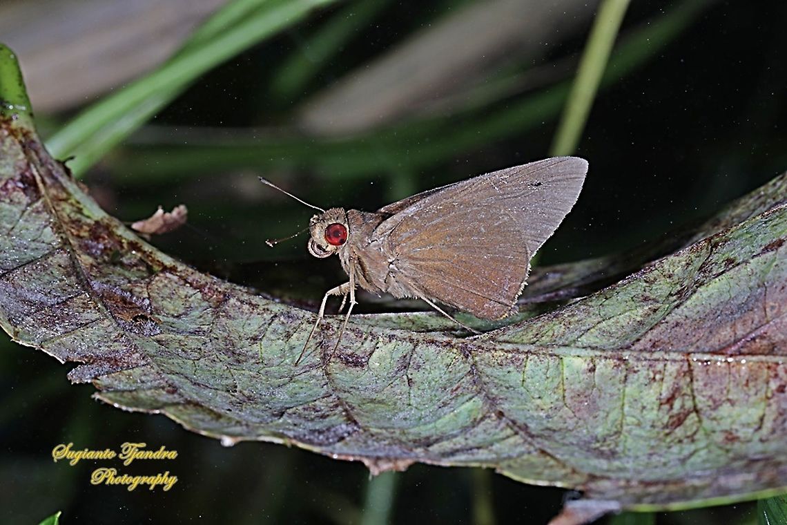 Skipper Butterfly, the common redeye (Matapa Aria)  Common Redeye,Geotagged,Indonesia,Matapa aria,Summer