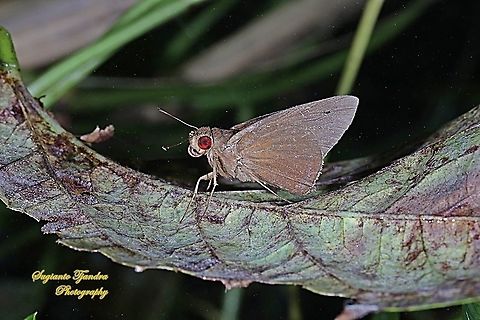 Skipper Butterfly, the common redeye (Matapa Aria)  Common Redeye,Geotagged,Indonesia,Matapa aria,Summer