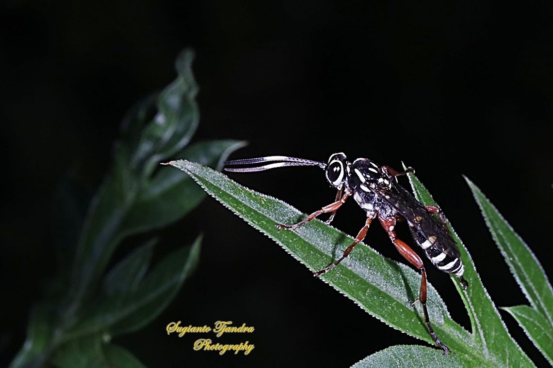 Ichneumon Wasp (Cryptinae, Ichneumonidae)  Geotagged,Indonesia,Summer