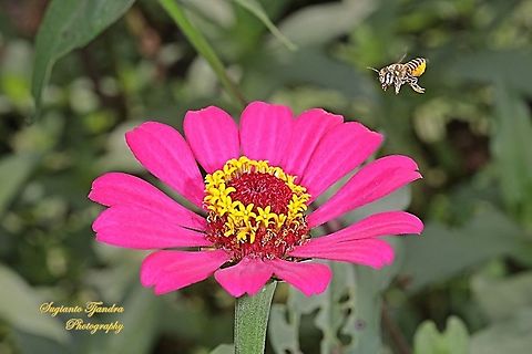 Leafcutting Bee, Megachile Sp, Megachilidae "looking for nectar on the Zinnia flower"  Geotagged,Indonesia,Summer