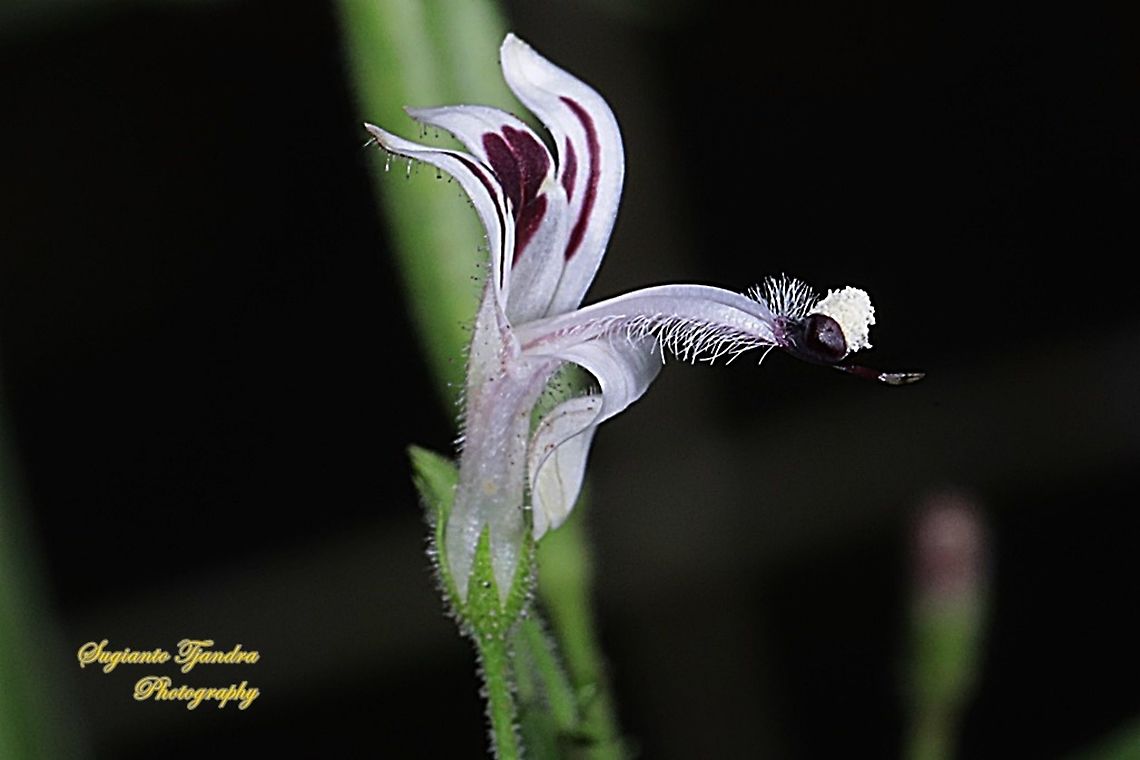 Bunga Sambiloto (green chireta), Andrographis paniculata  Andrographis paniculata,Geotagged,Green chireta,Indonesia,Summer