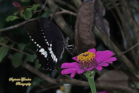 Common Mormon Butterfly, Papilio polytes javanus - male "sucking nectar on the Zinnia flower"  Common Mormon,Geotagged,Indonesia,Papilio polytes,Summer